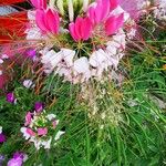 Cleoserrata speciosa Fleur