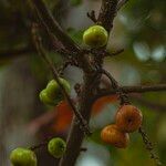 Ficus hispida Fruto