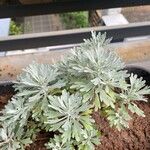 Artemisia stelleriana 葉