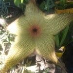 Stapelia giganteaЦвят