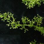 Galium asperifolium ᱛᱟᱦᱮᱸ