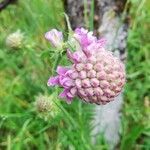 Knautia arvensis Flower