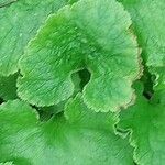 Saxifraga rotundifolia Lehti