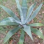 Agave americana Агульны выгляд