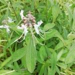 Ocimum filamentosum Flower