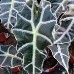 Alocasia longiloba Лист