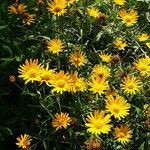 Buphthalmum salicifolium Hábito
