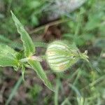 Silene latifoliaVrucht