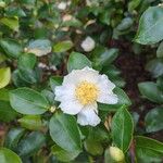 Camellia sasanquaΛουλούδι