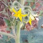 Solanum lycopersicum Floare