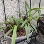 Maxillaria variabilis Lapas