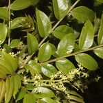 Zanthoxylum setulosum Leht