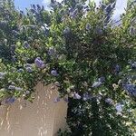 Ceanothus arboreus Virág