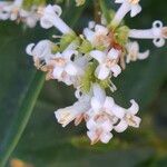 Ligustrum ovalifolium Flor