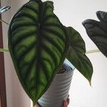 Alocasia baginda Лист
