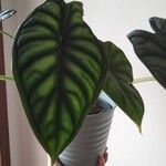 Alocasia baginda Folla