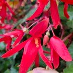 Begonia boliviensisFlor