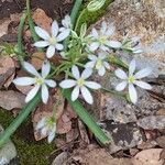 Ornithogalum gussonei Flor