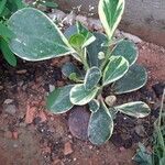 Peperomia magnoliifolia Liść