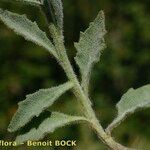 Campanula fritschii Bark