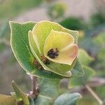 Lonicera implexa Flower