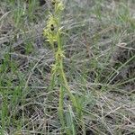 Ophrys virescens Mosusu