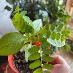Phyllanthus niruri 葉