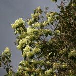 Rhododendron campylocarpum ശീലം