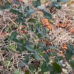 Quercus fusiformis Hoja