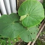 Piper umbellatum Leaf