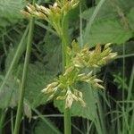 Juncus effusus Plod