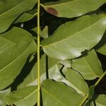 Vatairea erythrocarpa Leaf