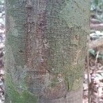 Lecythis persistens Kabuk