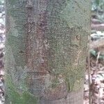 Lecythis persistens Bark