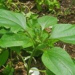 Helianthus annuusFulla