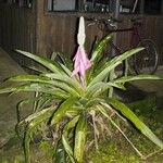 Aechmea mariae-reginae Anders