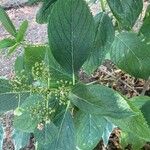 Viburnum sieboldii Levél