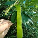 Clitoria fairchildiana Fruit