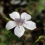 Linum tenuifolium Květ