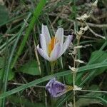 Crocus aleppicus പുഷ്പം