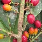 Erythroxylum macrophyllum Fruit