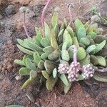 Crassula brevifolia Leaf