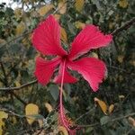 Hibiscus schizopetalus Lorea