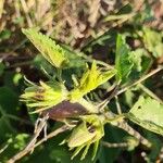 Hibiscus lunariifolius Outro