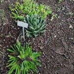 Agave victoriae-reginae Leaf