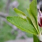 Prunus amygdalus Plante entière