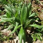 Cyanus triumfettii Leaf