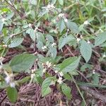 Alternanthera ficoidea Fuelha