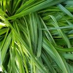 Camassia leichtlinii Leaf