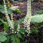 Actaea elata موطن